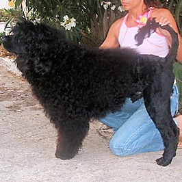 portuguese water dog : Franjinhas Da Ria Formosa